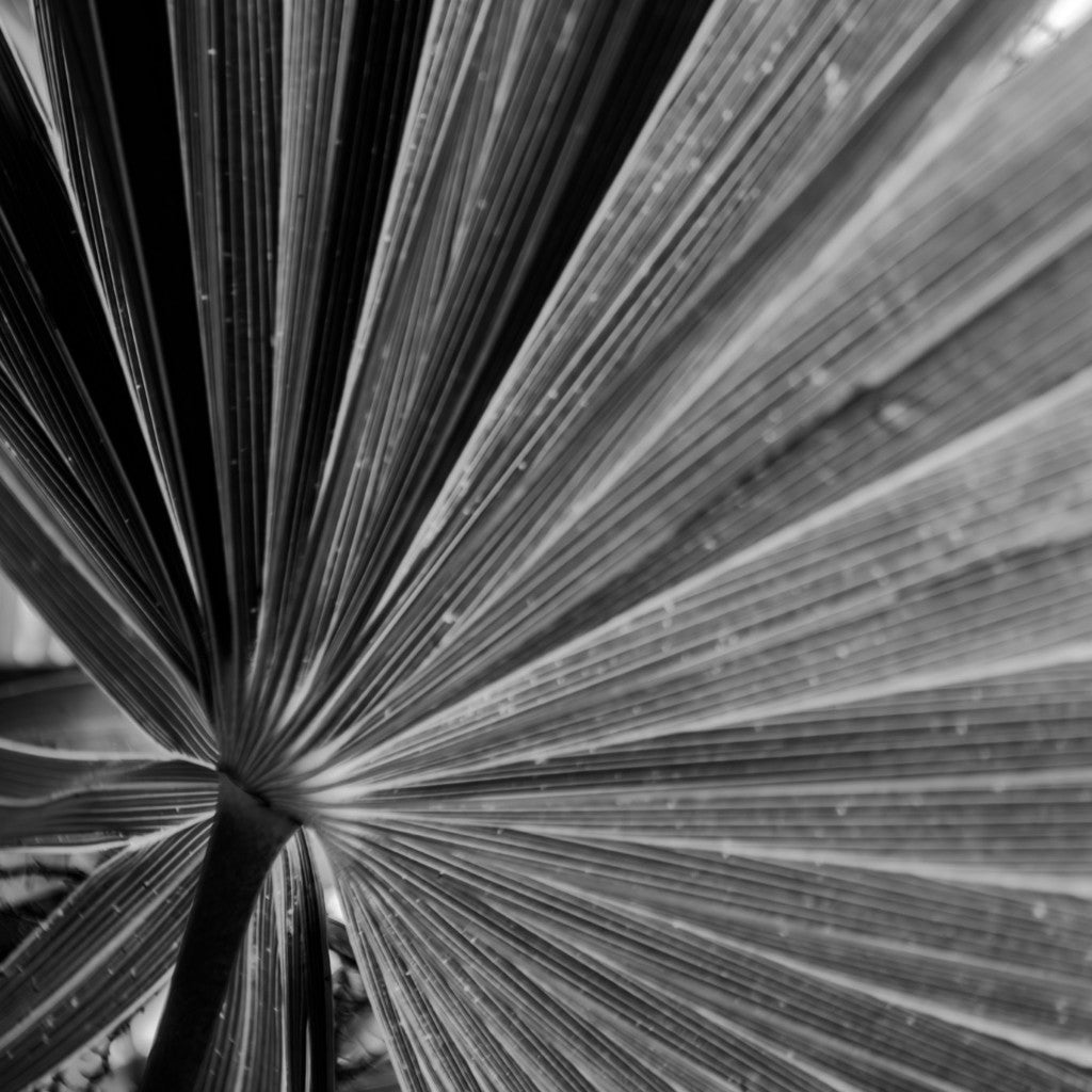 Paradise Palm 2 (Print)