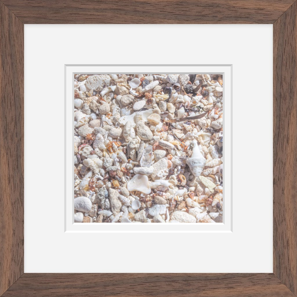 Seashell Shore (Framed Mini)