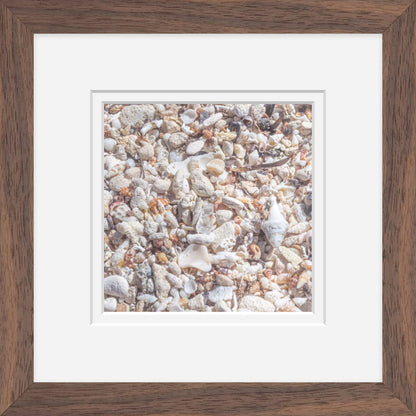 Seashell Shore (Framed Mini)