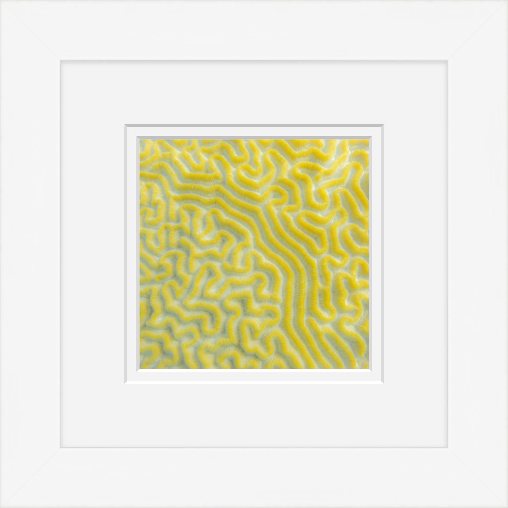 Brain Waves (Framed Mini)