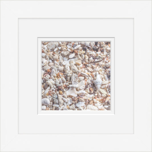 Seashell Shore (Framed Mini)