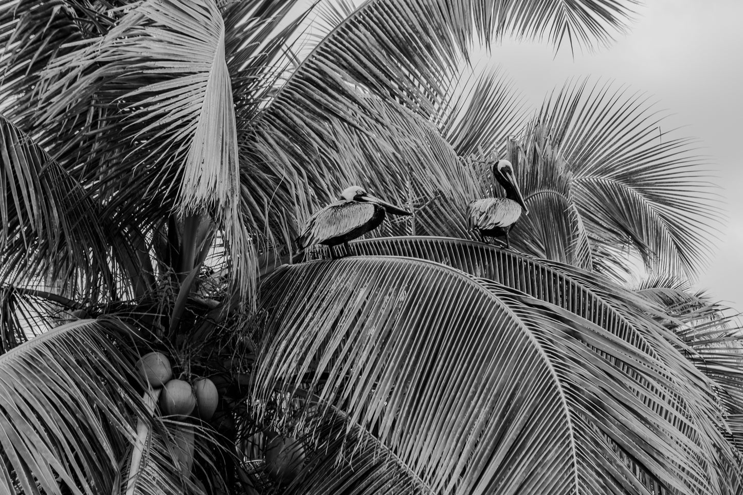 Palm Royale 1 (Metal Print)