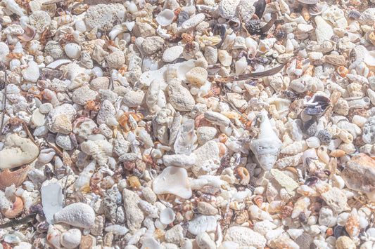 Seashell Shore (Print)