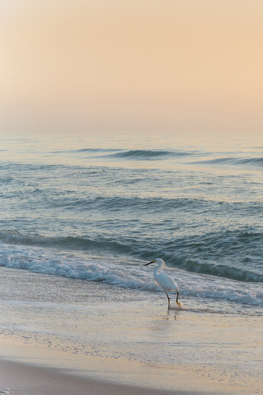 Sunset Stroll (Print)